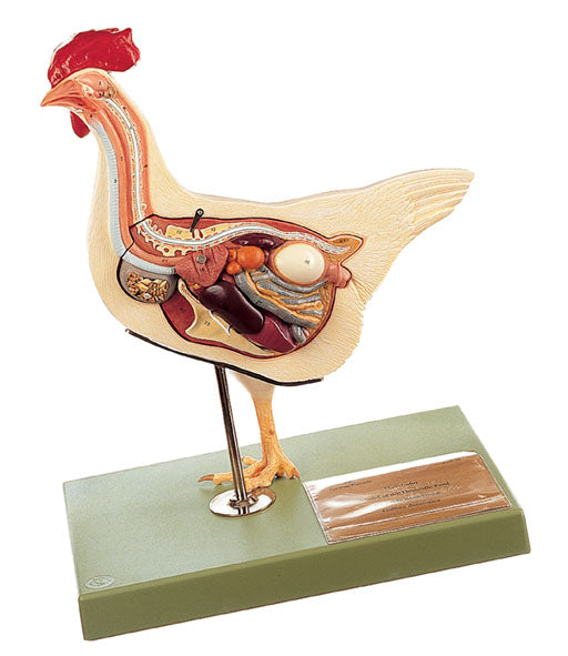 Zoology Models: Understanding Animal Structures and Functions