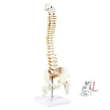 21 Inches Tall Human Spine 3d Model for Chiropractor and Osteopath