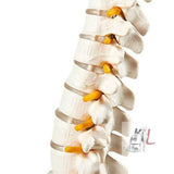 21 Inches Tall Human Spine 3d Model for Chiropractor and Osteopath- 