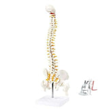 21 Inches Tall Human Spine 3d Model for Chiropractor and Osteopath- 