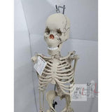 Articulated Human Skeleton Model with Stand (5 Feet)- 