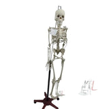 Articulated Human Skeleton Model with Stand (5 Feet)- 