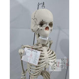 Articulated Human Skeleton Model with Stand (5 Feet)- 