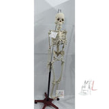 Articulated Human Skeleton Model with Stand (5 Feet)- 