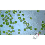 Chlorella W.M.