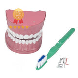 Dental Care Model