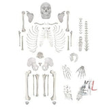 Disarticulated Skeleton- 