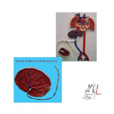 Fetal Circulation Model- ANATOMICAL MODELS