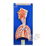 G LAB Human Respiratory System Model on Base- 