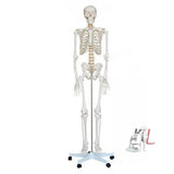 Human Skeleton With Stand