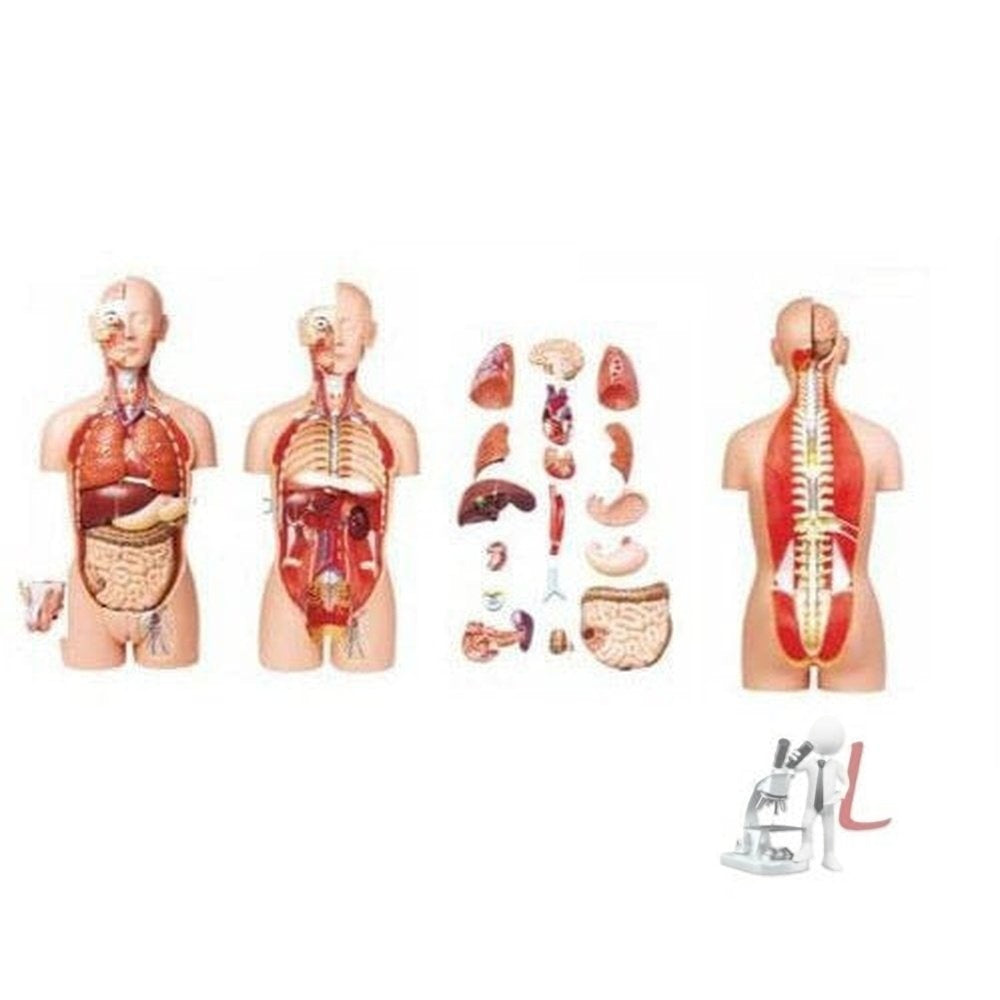Female Anatomy Torso at best price in Ambala by Bio Medica