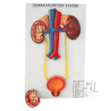 Male Urinary System