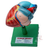 SPYLX Human Heart Model Biology Medical Study